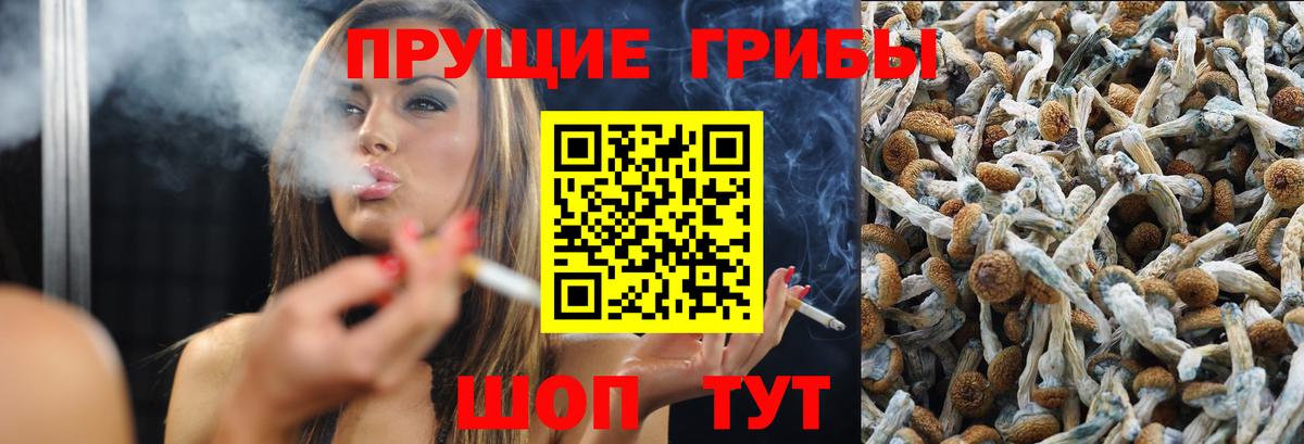 Псилоцибиновые грибы Psilocybe Дзержинск